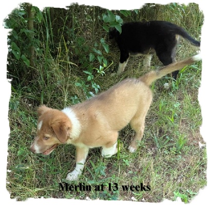 ABCA Red Sable male Border Collie oout of working stock